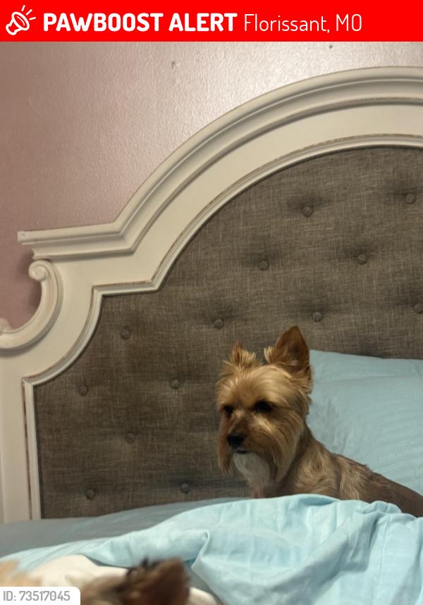 Lost Male Dog last seen Near Bradwell Drive, Florissant, MO 63033