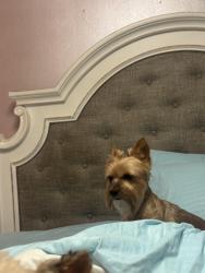 Lost Male Dog last seen Near Bradwell Drive, Florissant, MO 63033