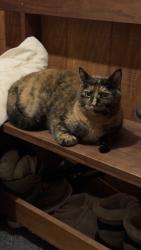 Found/Stray Female Cat last seen Bradley street and Franklin, Saco, ME 04072