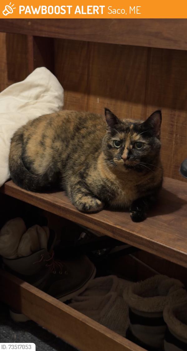 Found/Stray Female Cat last seen Bradley street and Franklin, Saco, ME 04072