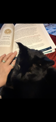 Lost Female Cat last seen County Road 12 and Mantorville Ave, Mantorville, MN 55955