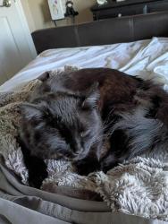 Reunited Male Cat last seen across street from Shell gas station, Fountain, CO 80817