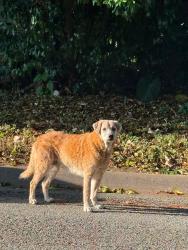 Reunited Female Dog last seen 3rd St and Mockingbird, Keene, TX 76059