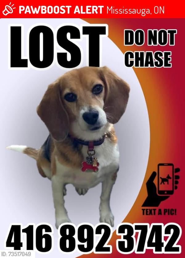 Lost Female Dog last seen Mississauga Road and Shenandoah Drive, Mississauga, ON 