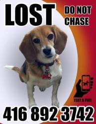 Lost Female Dog last seen Mississauga Road and Shenandoah Drive, Mississauga, ON 