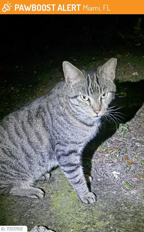 Found/Stray Male Cat last seen Northwest 87 Street and Northwest 19th Avenue, Miami, FL 33147, Miami, FL 33147