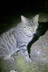 Found/Stray Male Cat last seen Northwest 87 Street and Northwest 19th Avenue, Miami, FL 33147, Miami, FL 33147