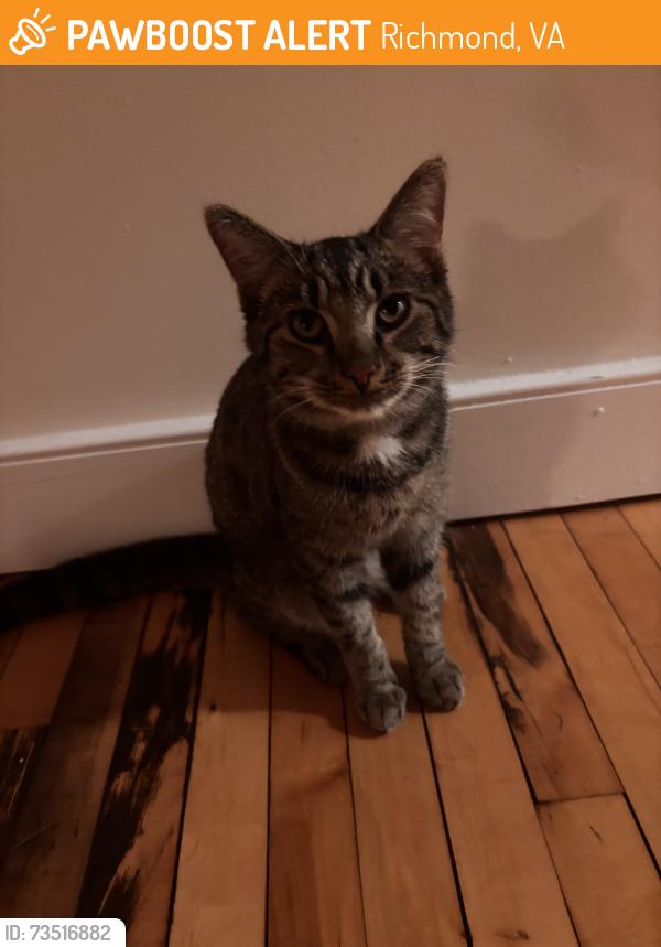 Found/Stray Male Cat last seen Oliver Hill Way apmt mail storage room, Richmond, VA 23219
