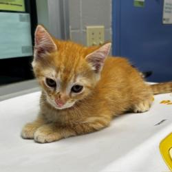Shelter Stray Male Cat last seen Near 83rd Ave N, Brooklyn Park, MN 55443, USA, 11350 89th Ave N, Maple Grove, MN 55369, USA
