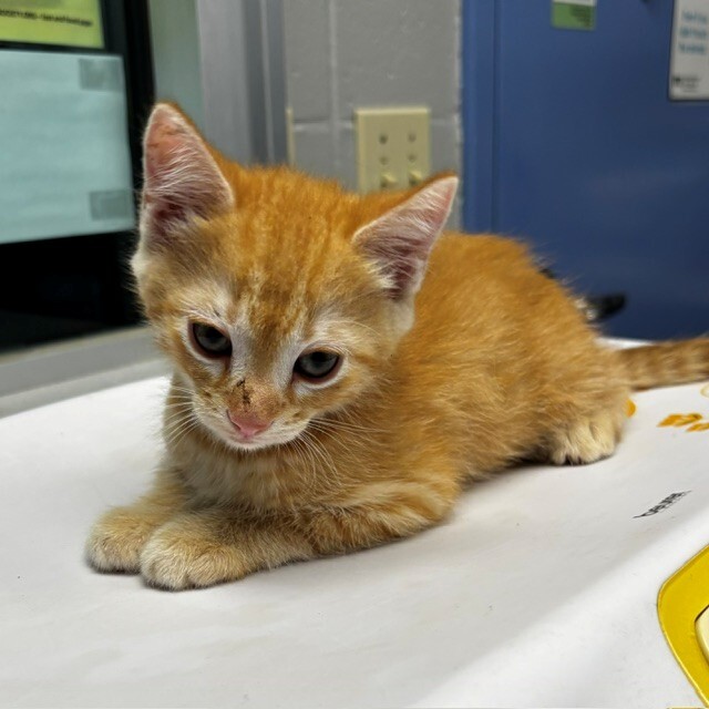 Shelter Stray Male Cat last seen Near 83rd Ave N, Brooklyn Park, MN 55443, USA, 11350 89th Ave N, Maple Grove, MN 55369, USA