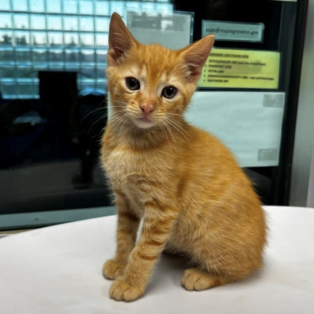 Shelter Stray Male Cat last seen Near 83rd Ave N, Brooklyn Park, MN 55443, USA, 11350 89th Ave N, Maple Grove, MN 55369, USA