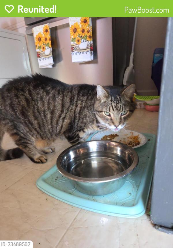 Reunited Male Cat last seen Near Elmira Dr, Dayton, OH 45439, USA, Dayton, OH 45439