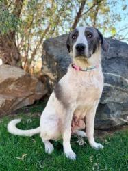 Shelter Stray Female Dog last seen Near E 700 S, Clearfield, UT 84015, USA, 1422 E 600 N, Fruit Heights, UT 84037, USA