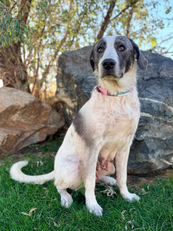 Shelter Stray Female Dog last seen Near E 700 S, Clearfield, UT 84015, USA, 1422 E 600 N, Fruit Heights, UT 84037, USA