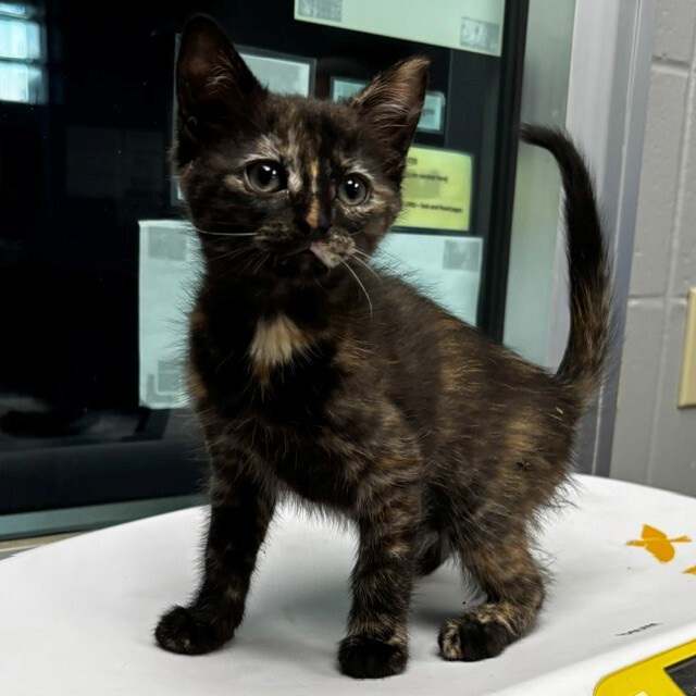 Shelter Stray Female Cat last seen Near 83rd Ave N, Brooklyn Park, MN 55443, USA, 11350 89th Ave N, Maple Grove, MN 55369, USA