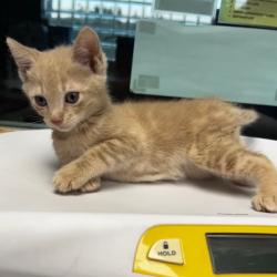 Shelter Stray Male Cat last seen Near 83rd Ave N, Brooklyn Park, MN 55443, USA, 11350 89th Ave N, Maple Grove, MN 55369, USA