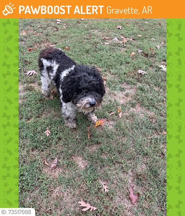 Found/Stray Male Dog last seen Mount pleasant automotive, Gravette, AR 72736