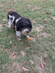 Found/Stray Male Dog last seen Mount pleasant automotive, Gravette, AR 72736