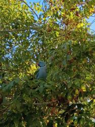 Found/Stray Unknown Bird last seen Near, Las Vegas, NV 89131