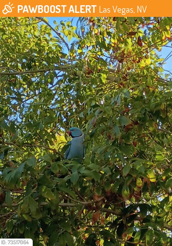 Found/Stray Unknown Bird last seen Near, Las Vegas, NV 89131