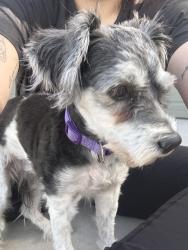 Reunited Female Dog last seen Ventana Ranch community off Broadway and Watson, Buckeye, AZ 85326