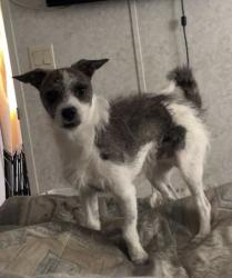 Lost Male Dog last seen Bryan Avenue, Chelsea, Napa, CA 94558