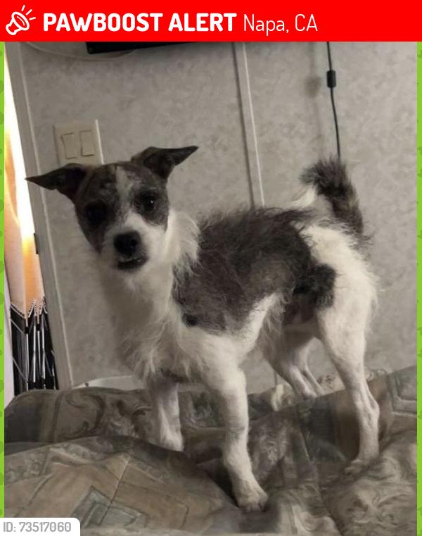 Lost Male Dog last seen Bryan Avenue, Chelsea, Napa, CA 94558