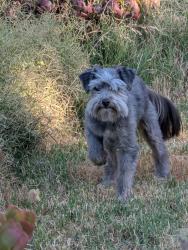 Reunited Male Dog last seen Gold Coast, Fairfield, CA 94533