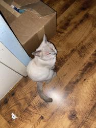 Lost Male Cat last seen Near E Andrea Ct, Visalia, CA 93292