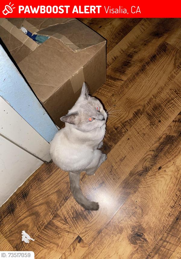 Lost Male Cat last seen Near E Andrea Ct, Visalia, CA 93292