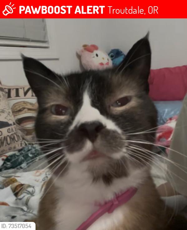 Lost Male Cat last seen Area near the tracks at Reynolds’s Highschool, Troutdale, OR 97060