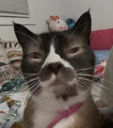 Lost Male Cat last seen Area near the tracks at Reynolds’s Highschool, Troutdale, OR 97060