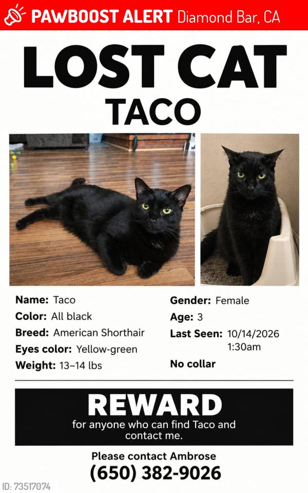 Lost Female Cat last seen She escape from home, Diamond Bar, CA 91765