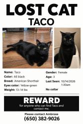 Lost Female Cat last seen She escape from home, Diamond Bar, CA 91765