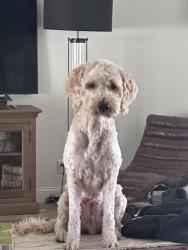 Lost Male Dog last seen Cinnamon Path and S Lamar BLVD, Austin, TX 78704