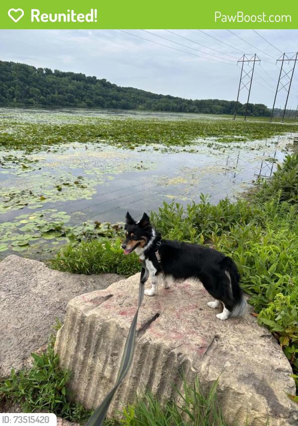 Reunited Female Dog last seen McKnight Road / 7th St, North Saint Paul, North Saint Paul, MN 55109