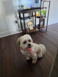 Reunited Male Dog last seen Old Nashville Hyw & Florence Rd, Murfreesboro, TN 37129