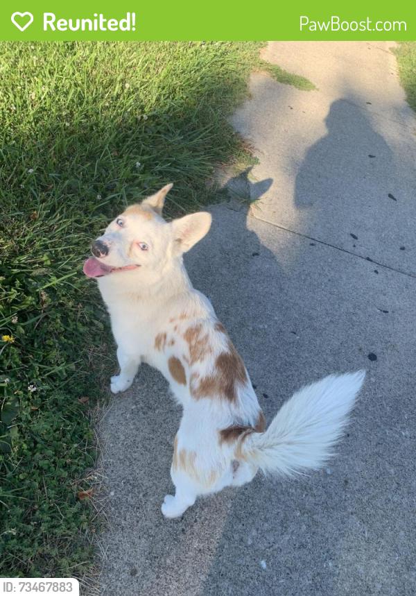 Reunited Male Dog last seen Richmond Road, Curtiss Wright Parkway, Cleveland, OH 44143