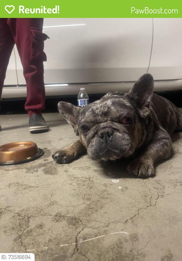 Reunited Male Dog last seen La Mesa, Victorville, CA 92392
