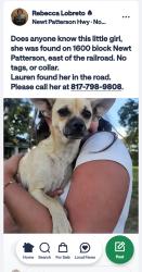 Reunited Female Dog last seen Near newt patterson rd, Mansfield, TX 76063