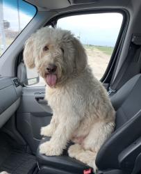 Reunited Male Dog last seen Champions Golf Course, McAllen, TX 78503