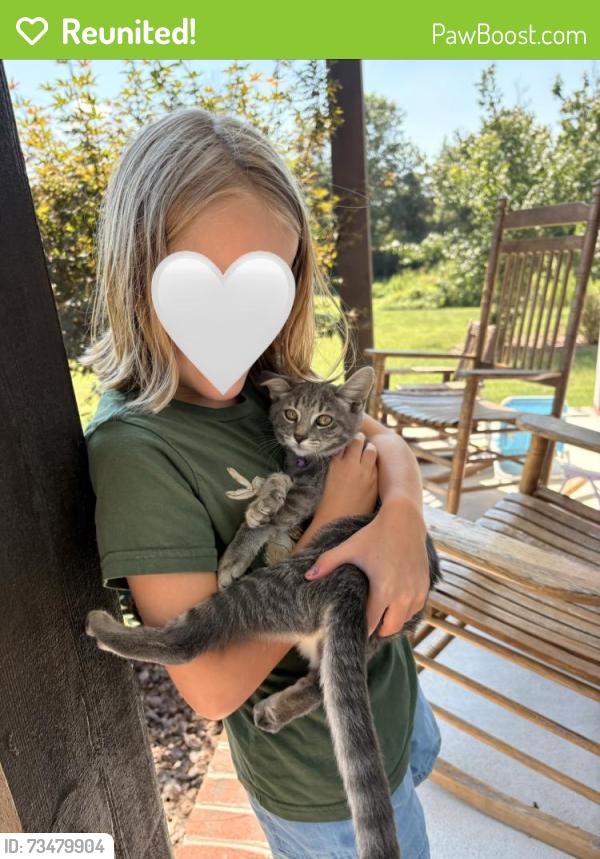Reunited Female Cat last seen Near John Ernest Rd, Winston-Salem, NC 27107, USA, Winston-Salem, NC 27107