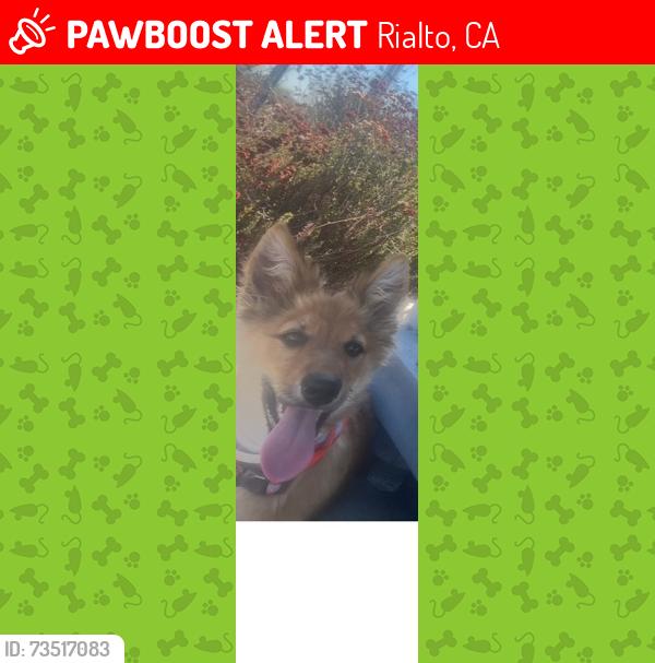Lost Female Dog last seen Renaissance Rialto, Rialto, CA 92376
