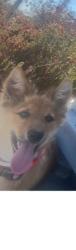 Lost Female Dog last seen Renaissance Rialto, Rialto, CA 92376