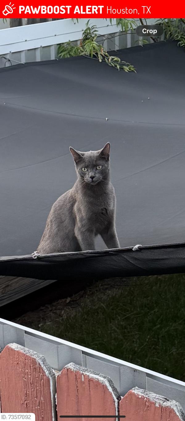 Lost Male Cat last seen debbie Ln, Houston, TX 77038