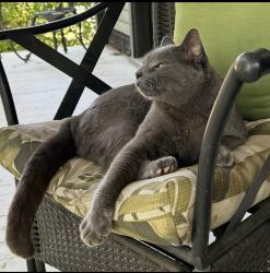 Reunited Male Cat last seen Dayton Ave near St. Albans St., Saint Paul, MN 55104