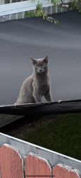 Lost Male Cat last seen debbie Ln, Houston, TX 77038