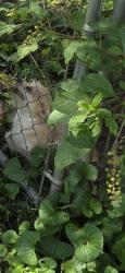 Lost Female Dog last seen Incline Rd/ Atterton Lane, Whitwell, TN 37397