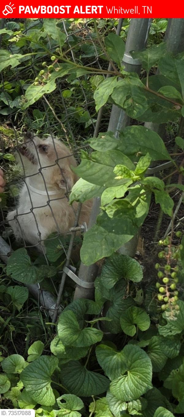 Lost Female Dog last seen Incline Rd/ Atterton Lane, Whitwell, TN 37397