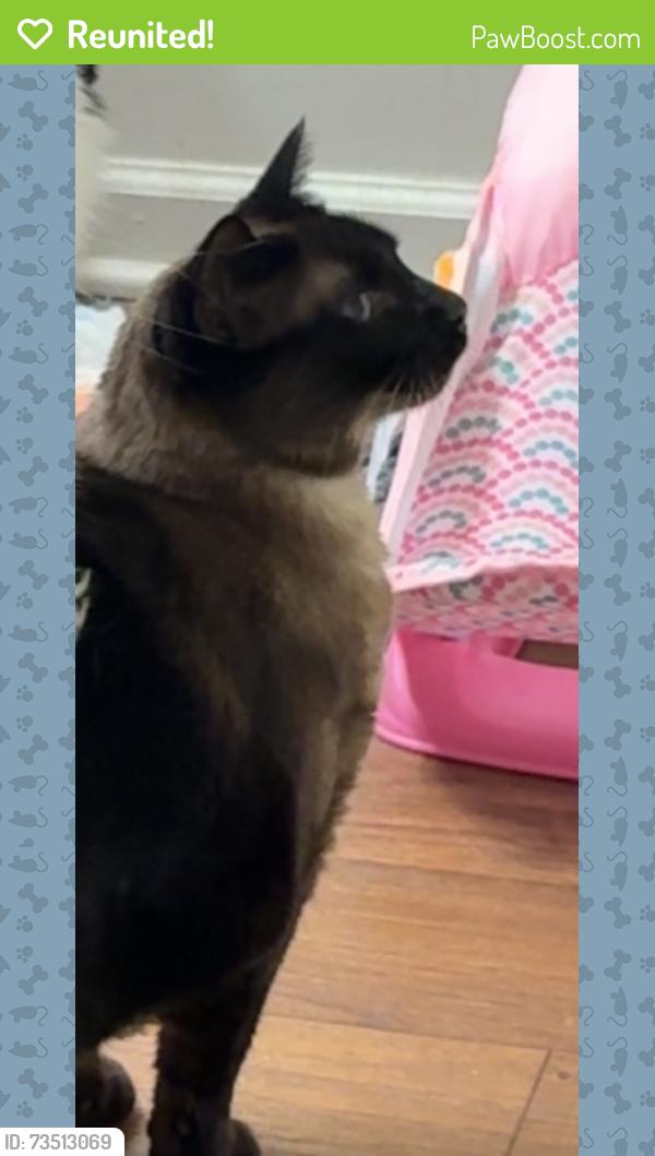Reunited Male Cat last seen Turtle rock way, High Point, NC 27265